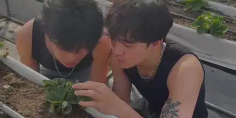 紫色狐狸 purplefoxyporn – 草莓百分百